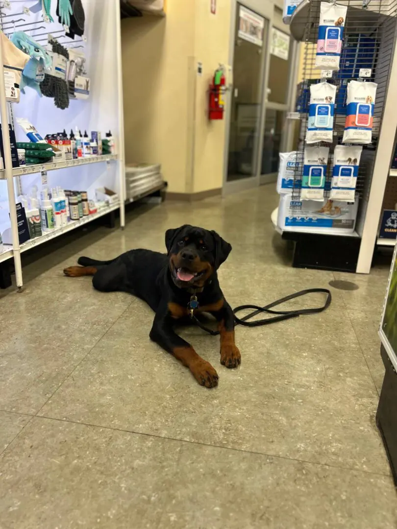 A Rottweiler dog lying on the floor inside a store.