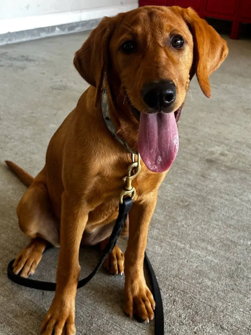 A happy brown dog sitting with its tongue out.