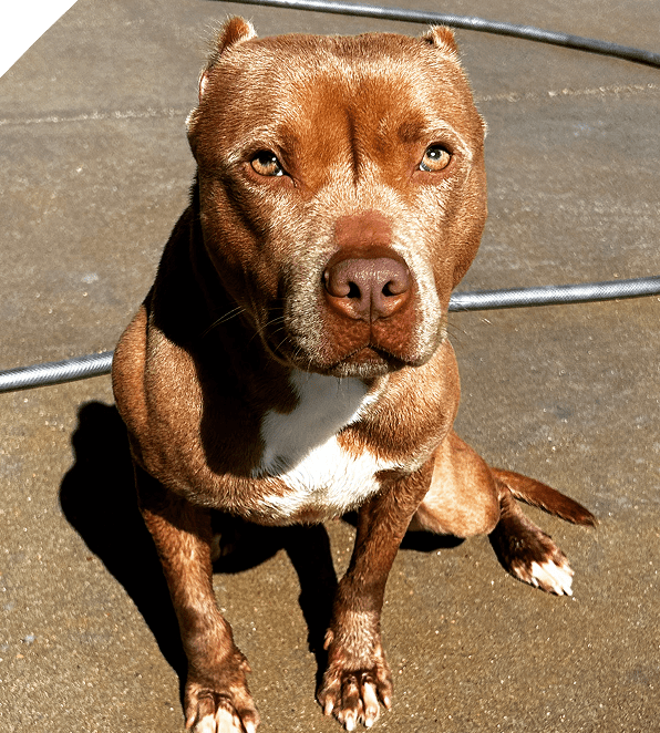 Brown pit bull sitting on concrete in sunlight.