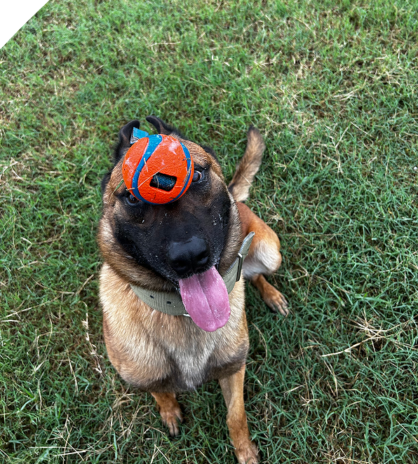 A dog with a small soccer ball on its head, sitting on grass.