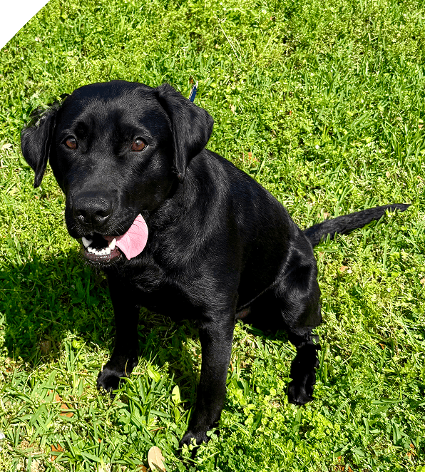 Black Labrador sitting on green grass with tongue out.