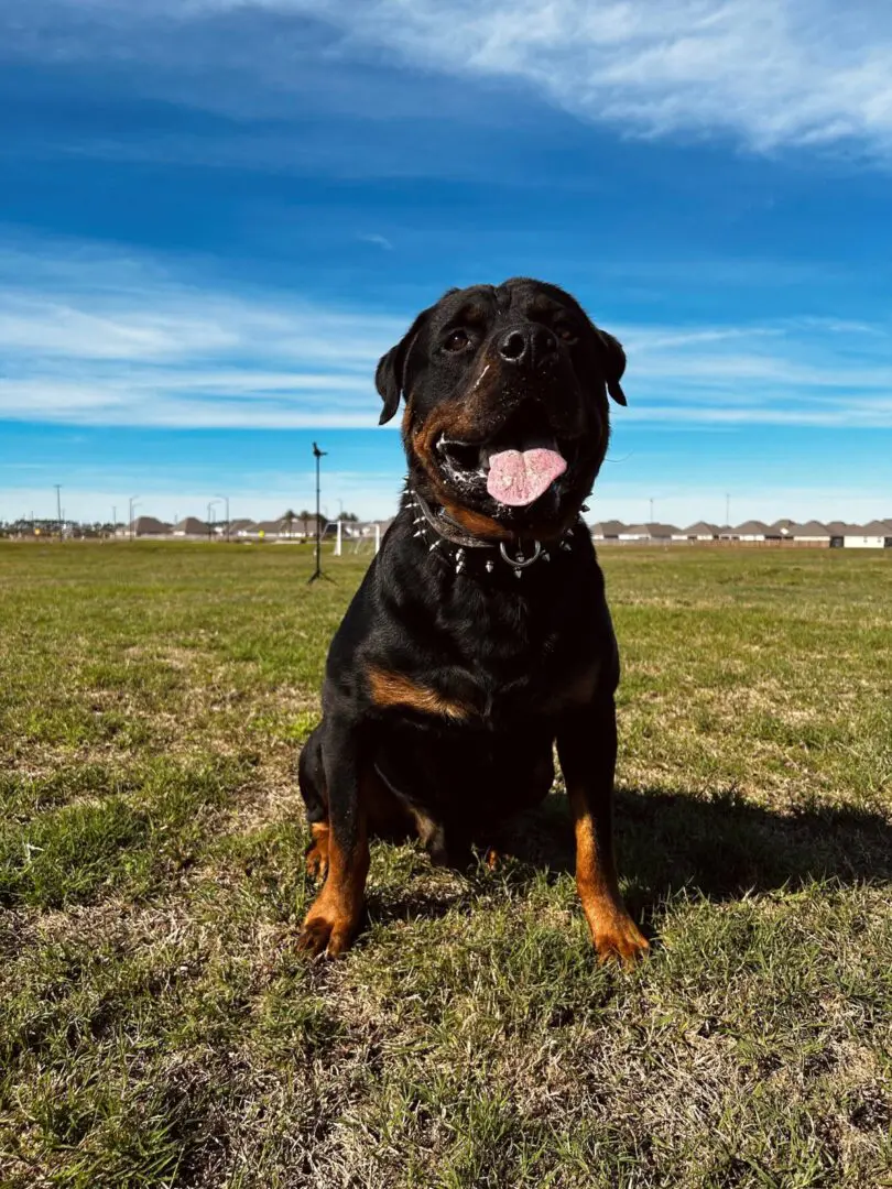 Happy Rottweiler sitting on grass under a blue sky.