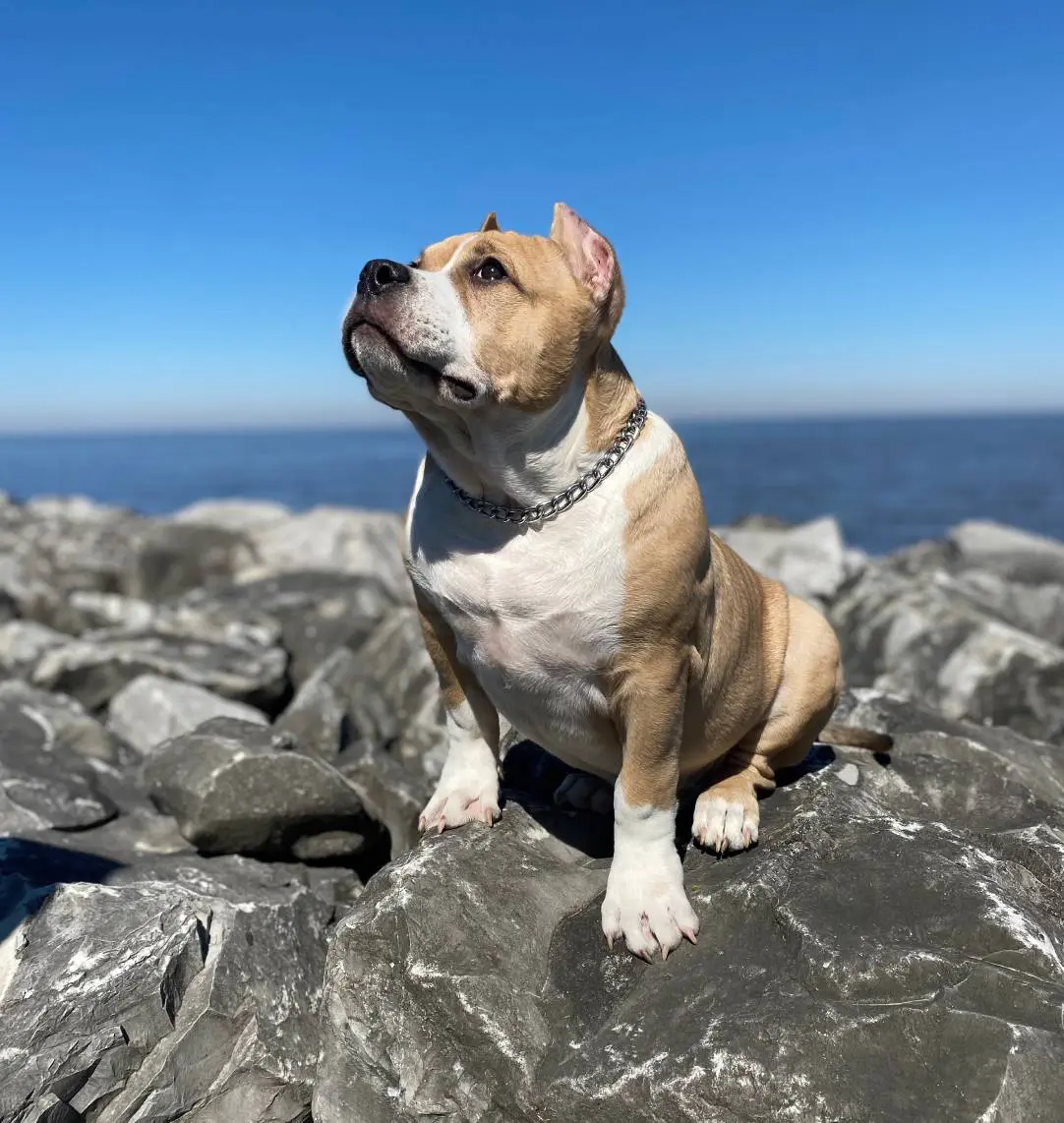 A dog sitting on rocks by the sea under a clear blue sky.