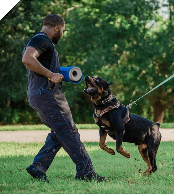 Man training two dogs outdoors with leashes in a green park.