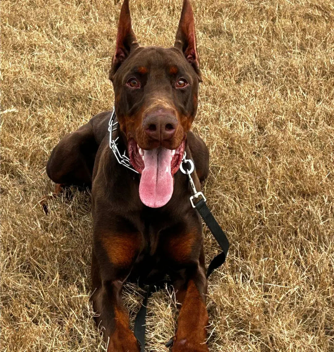 A Doberman dog sitting on dry grass with its tongue out.