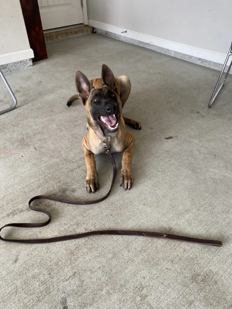 A playful puppy on concrete near a long stick.