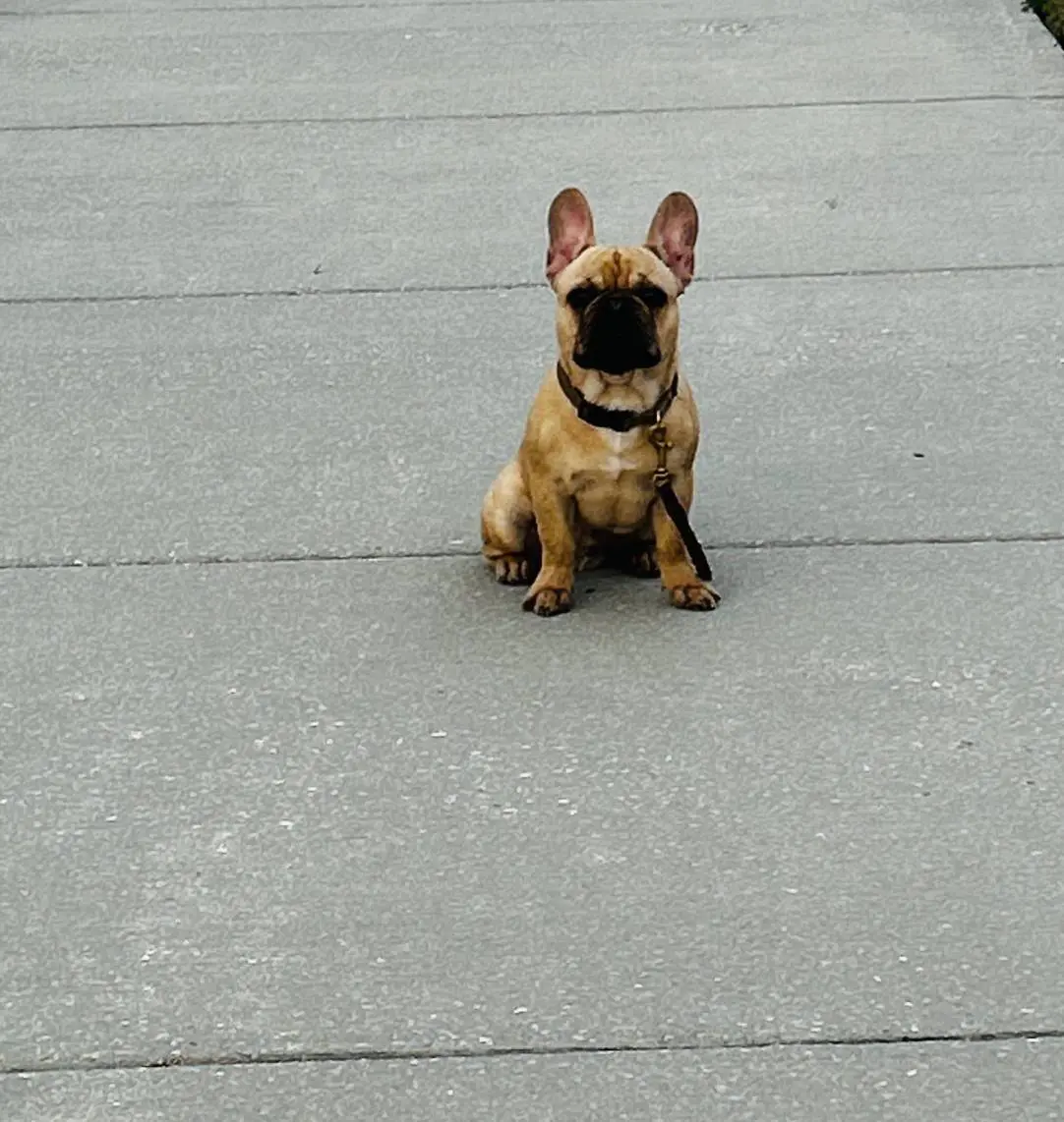 A small French Bulldog puppy sitting on a gray concrete surface.