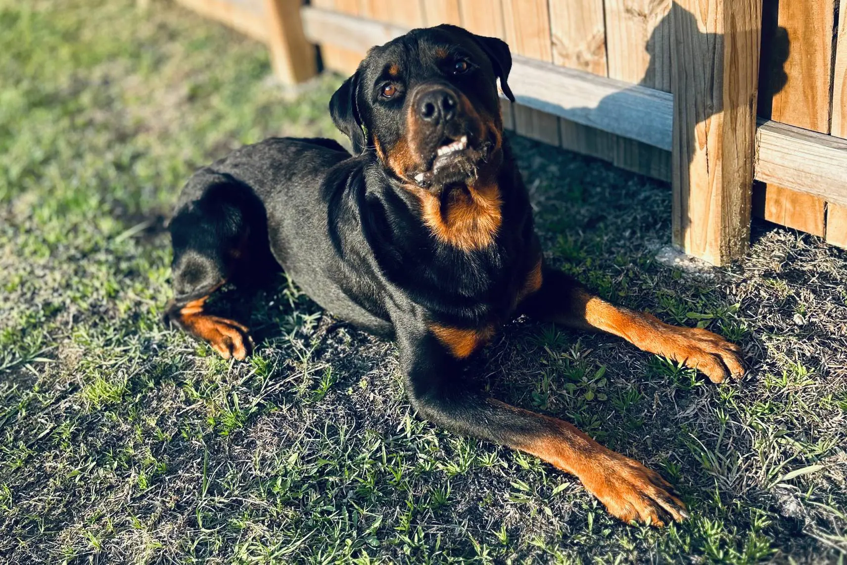 A Rottweiler dog lying on grass outside near a fence.