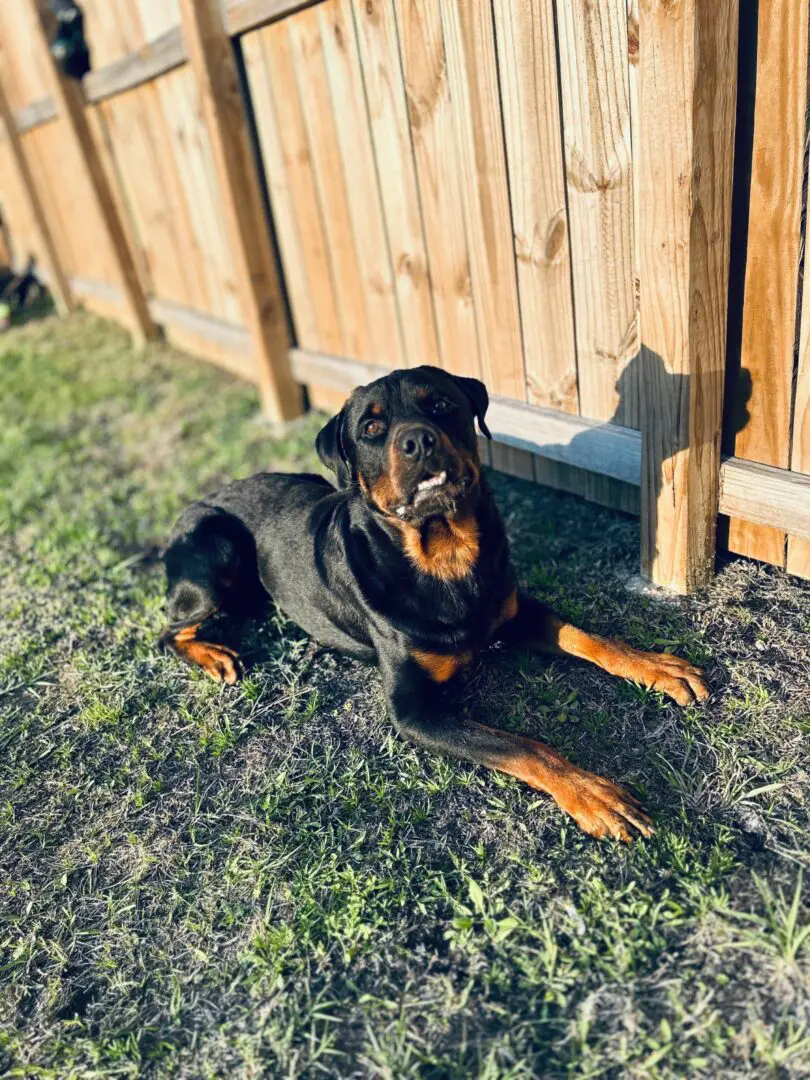 A Rottweiler lying on grass near a wooden fence in sunlight.
