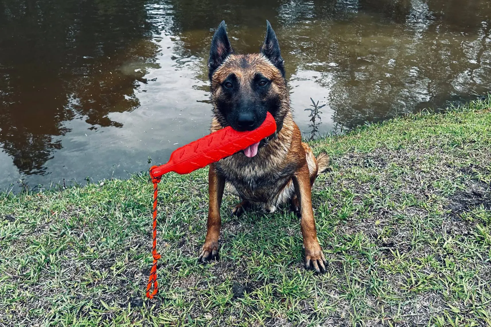 Belgian Malinois dog holding a red training dummy by a water body.