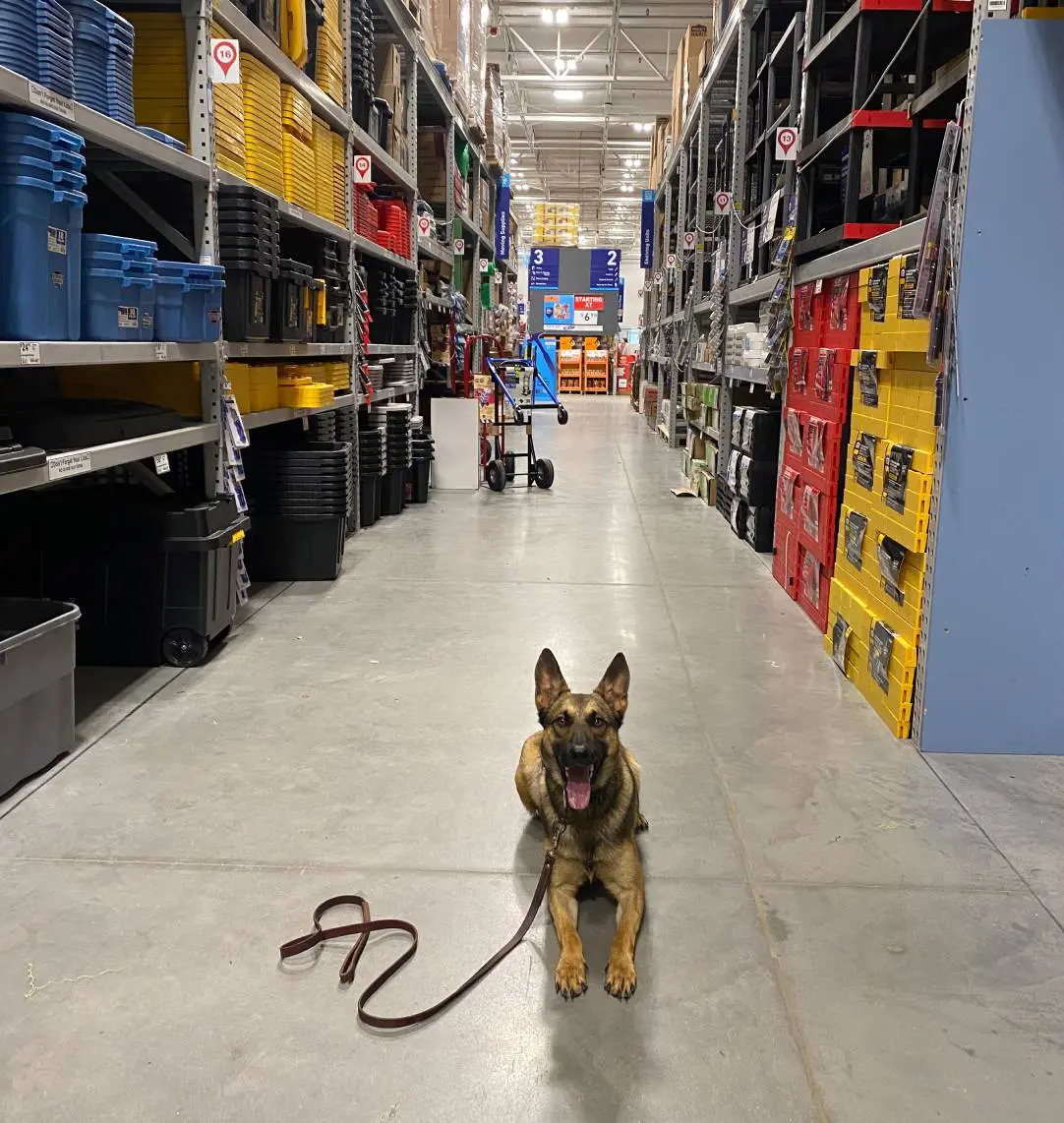 A German Shepherd puppy sits on a leash in a warehouse aisle.