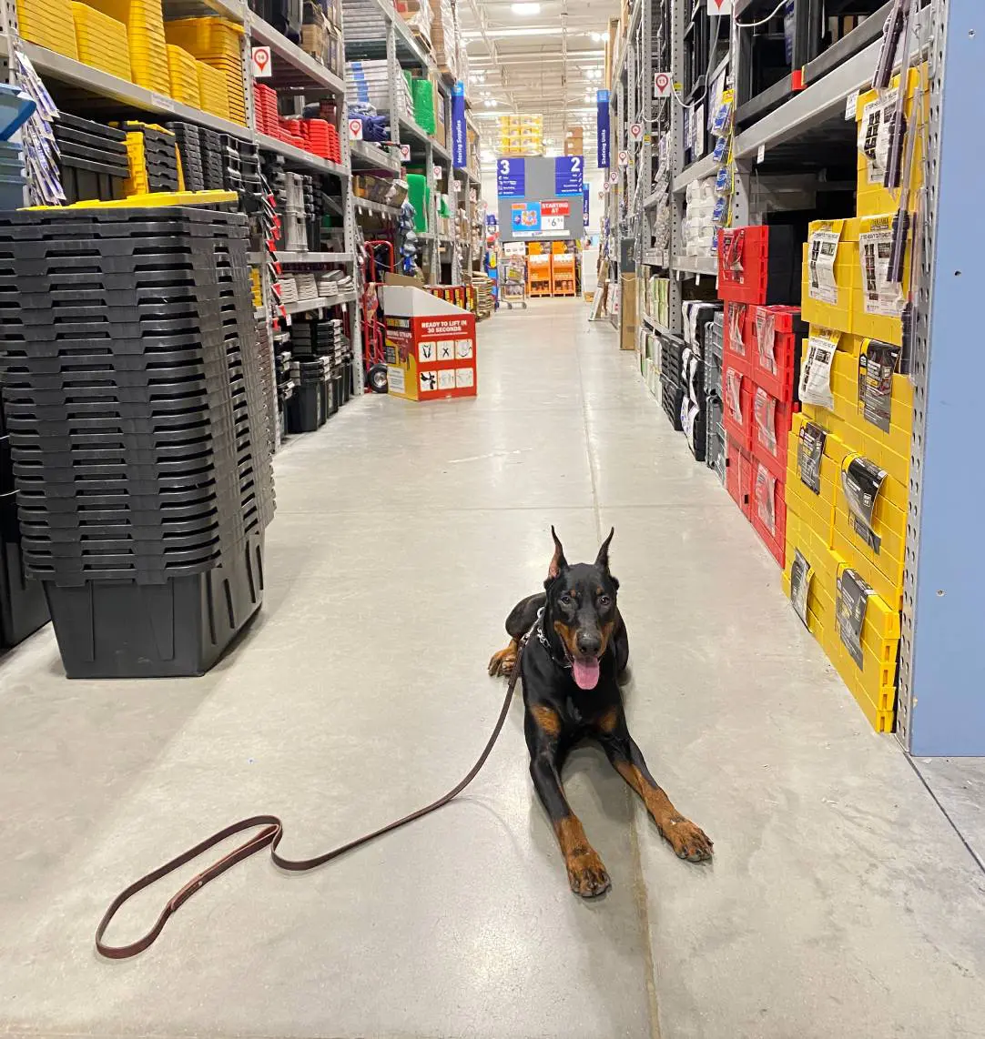 A Doberman lying on a store aisle floor with a leash beside it.