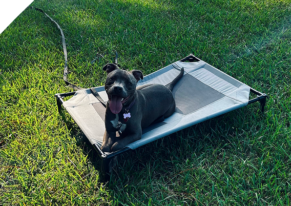 Black dog happily sitting on an elevated pet bed outdoors.