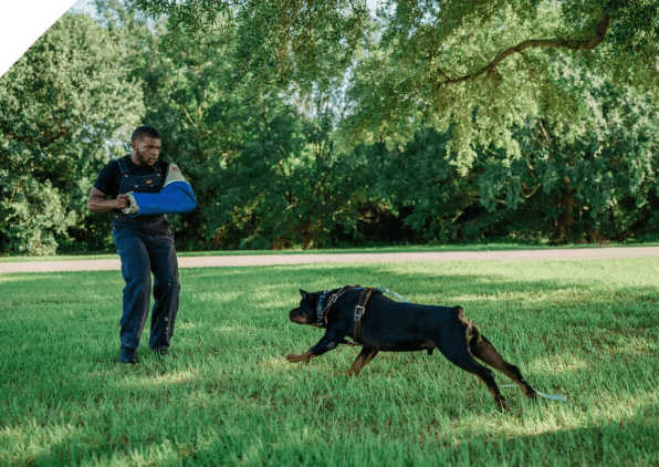 A dog running on grass towards a man holding a blue object in a park.