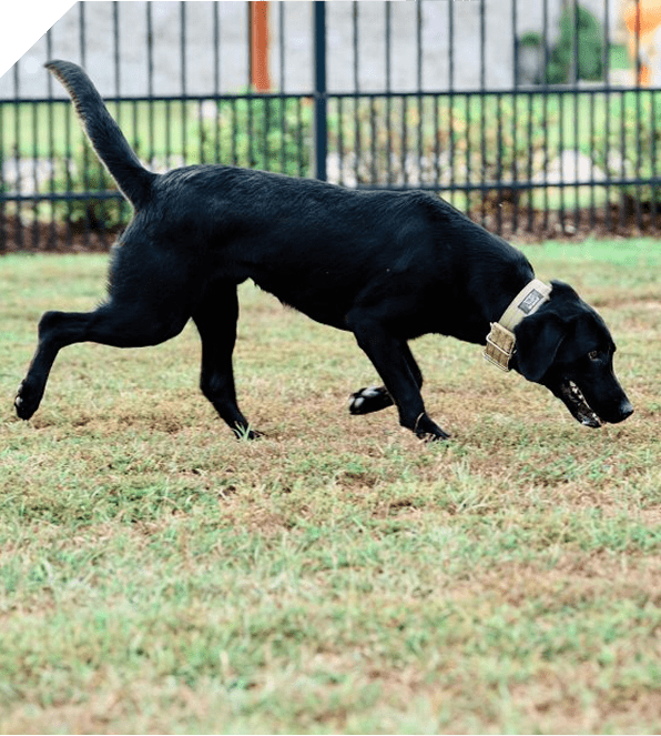 Black dog sniffing the grass in a fenced yard.