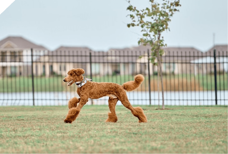 A brown poodle running joyfully on grass near a fence.