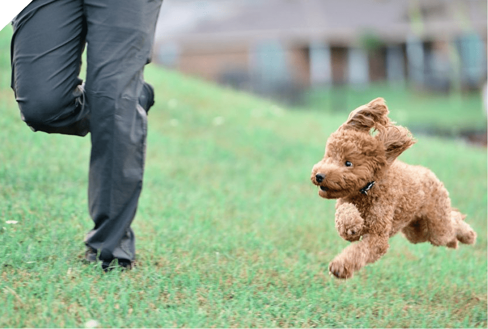 A small brown dog happily running on grass beside a person.