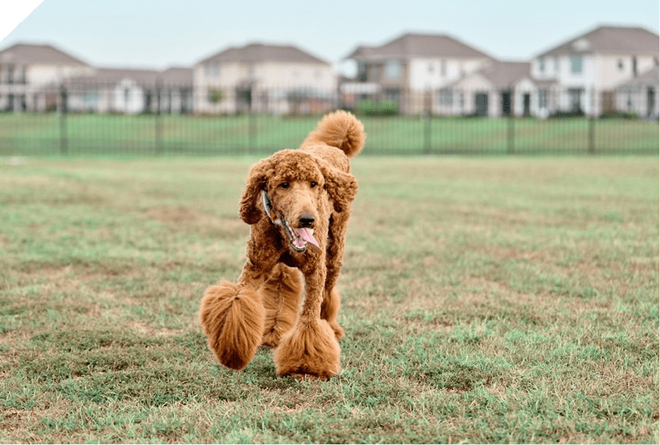 A fluffy brown poodle walking on a grassy field with houses in the background.