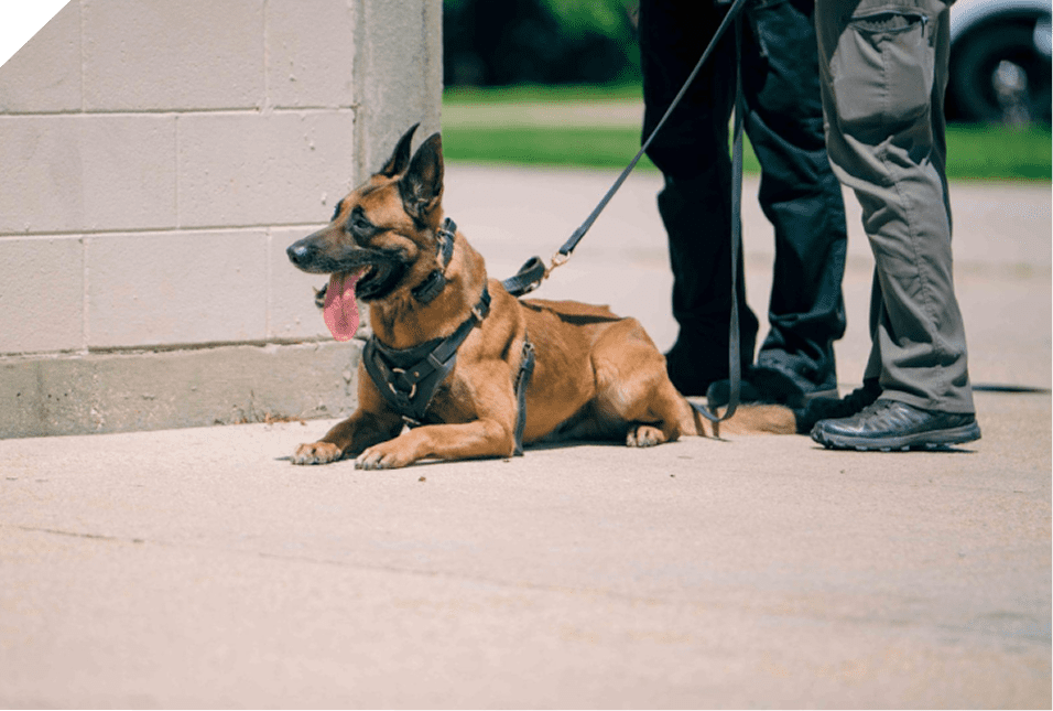 A police dog on duty lying on the pavement next to an officer.