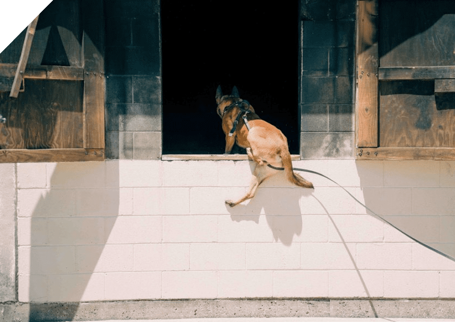 A monkey jumps onto a ledge under a stone archway.