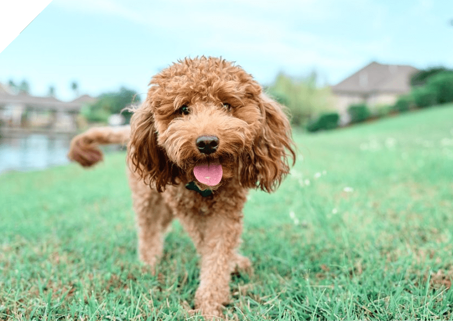 Happy brown poodle dog playing outside on green grass.