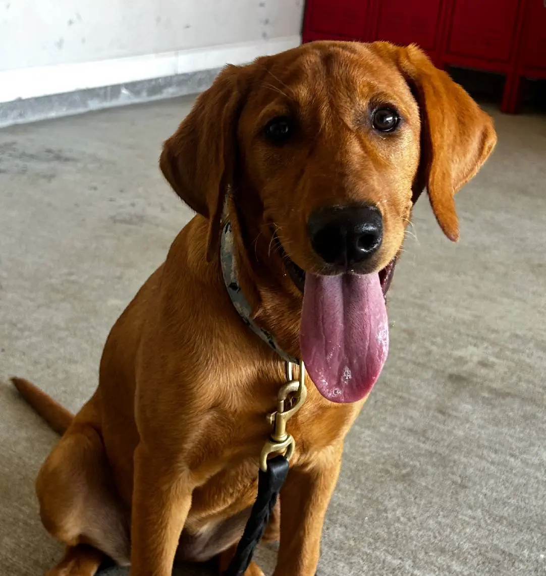 A happy brown dog with its tongue out sitting on the floor.