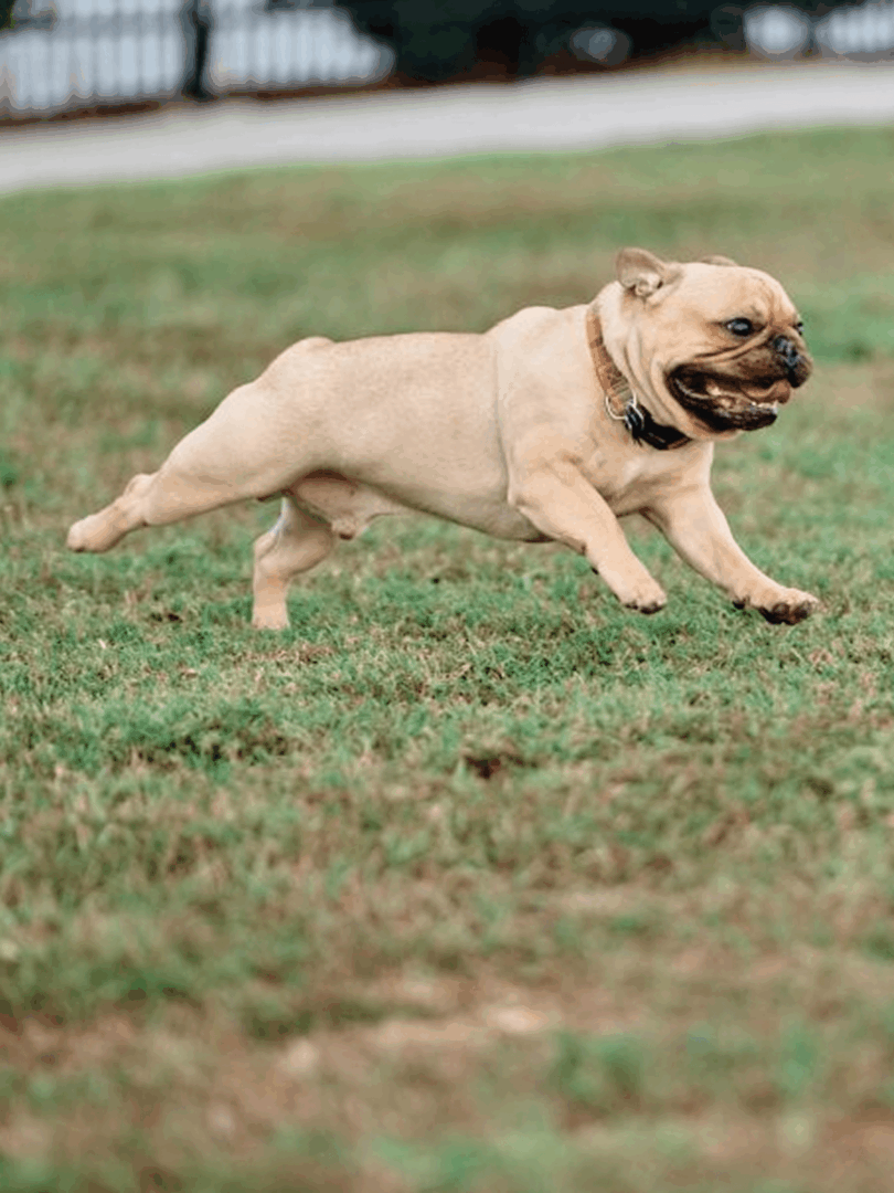 A joyful pug running energetically on the grass.