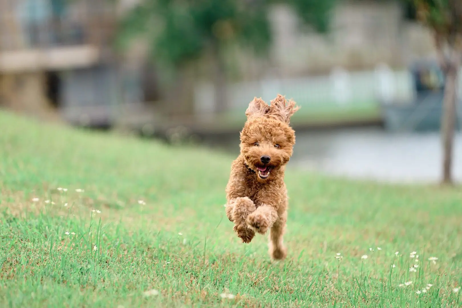 A small brown dog joyfully running on grass.