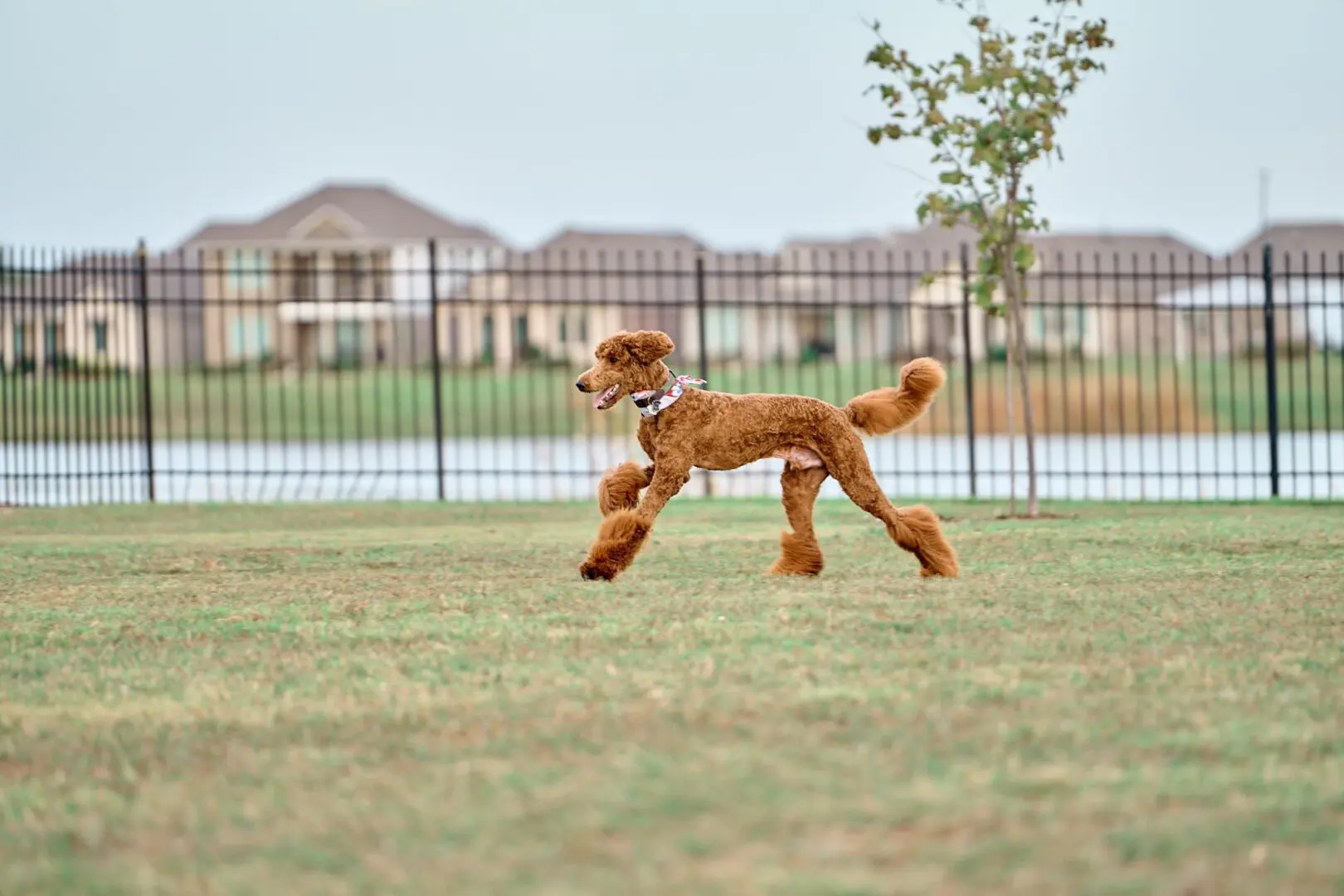 A brown poodle joyfully running on grass near a fence.
