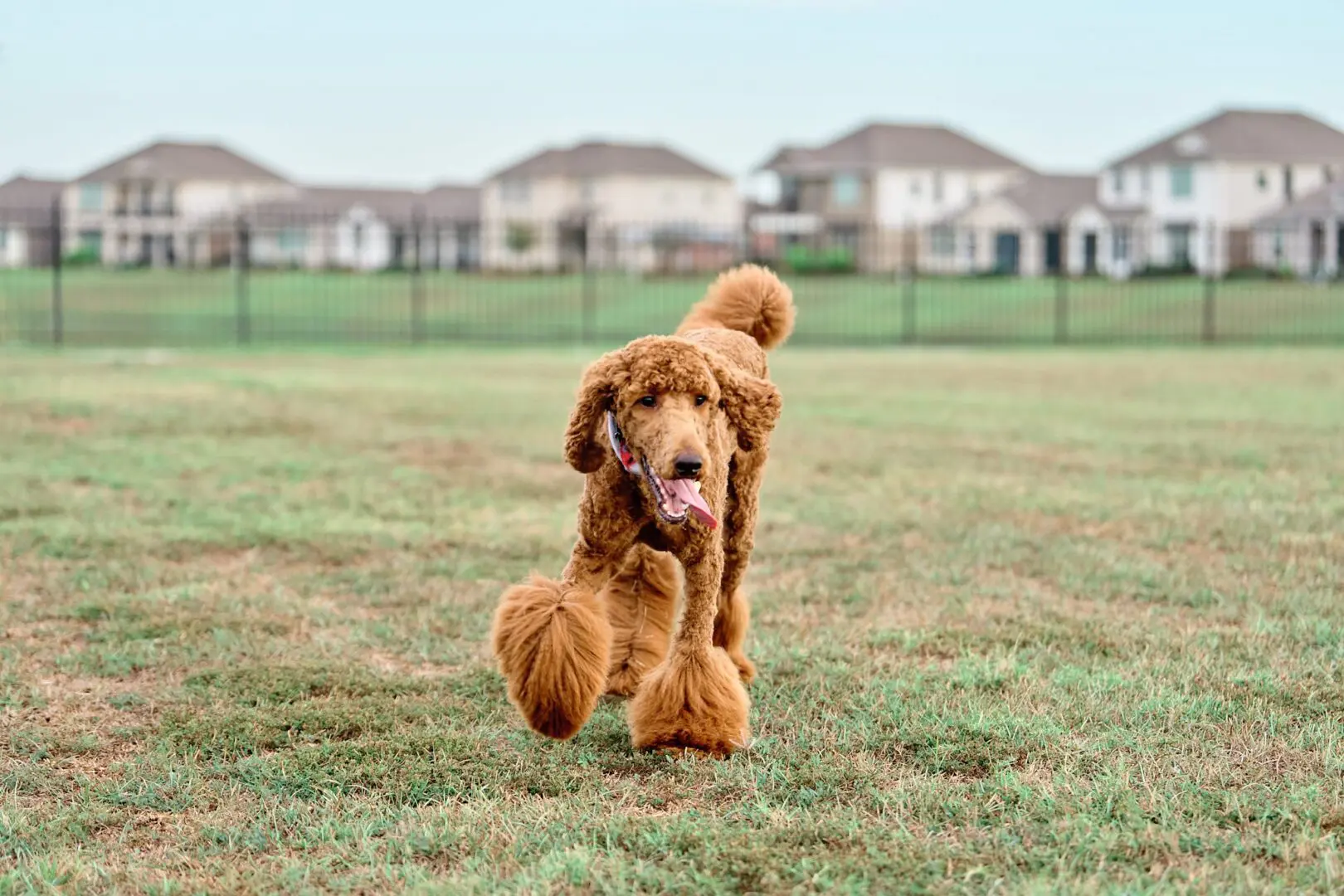 A brown poodle running across a grassy field.