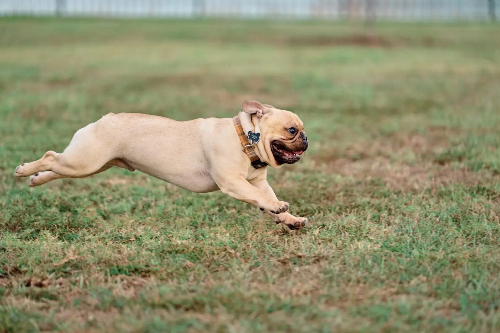 A happy dog running energetically on grass.