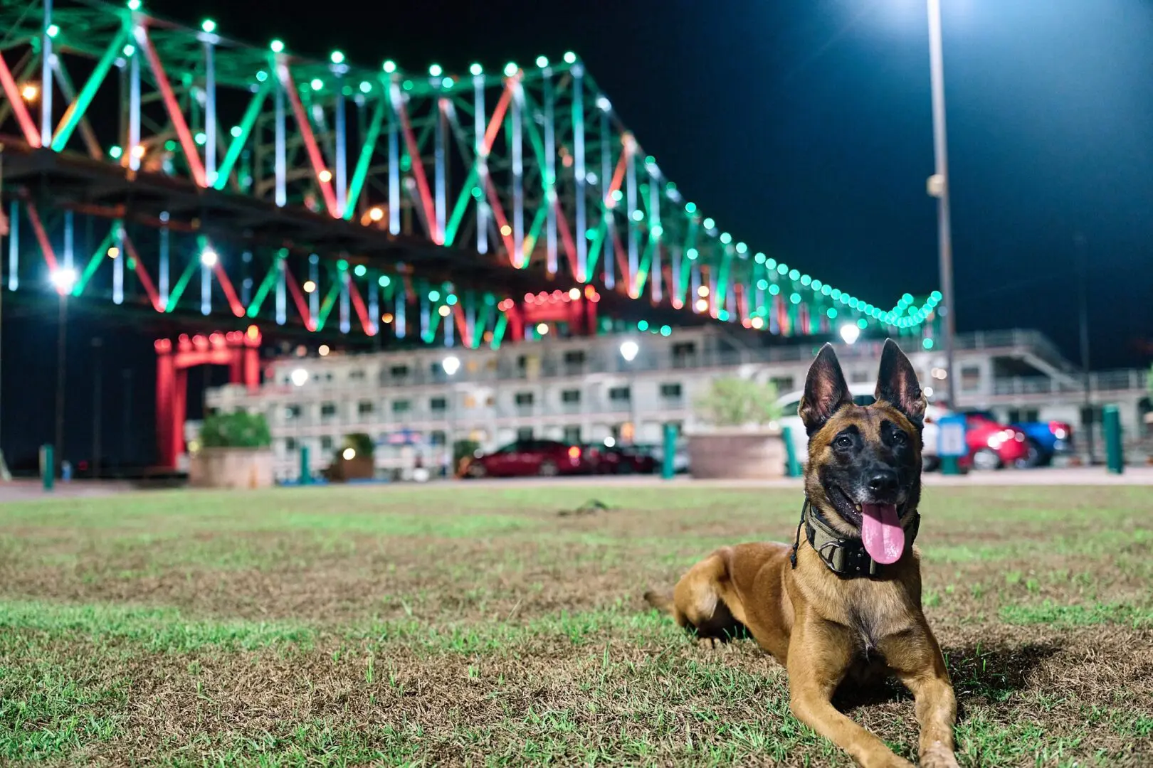 A Belgian Malinois dog sitting on grass with a brightly lit bridge in the background at night.