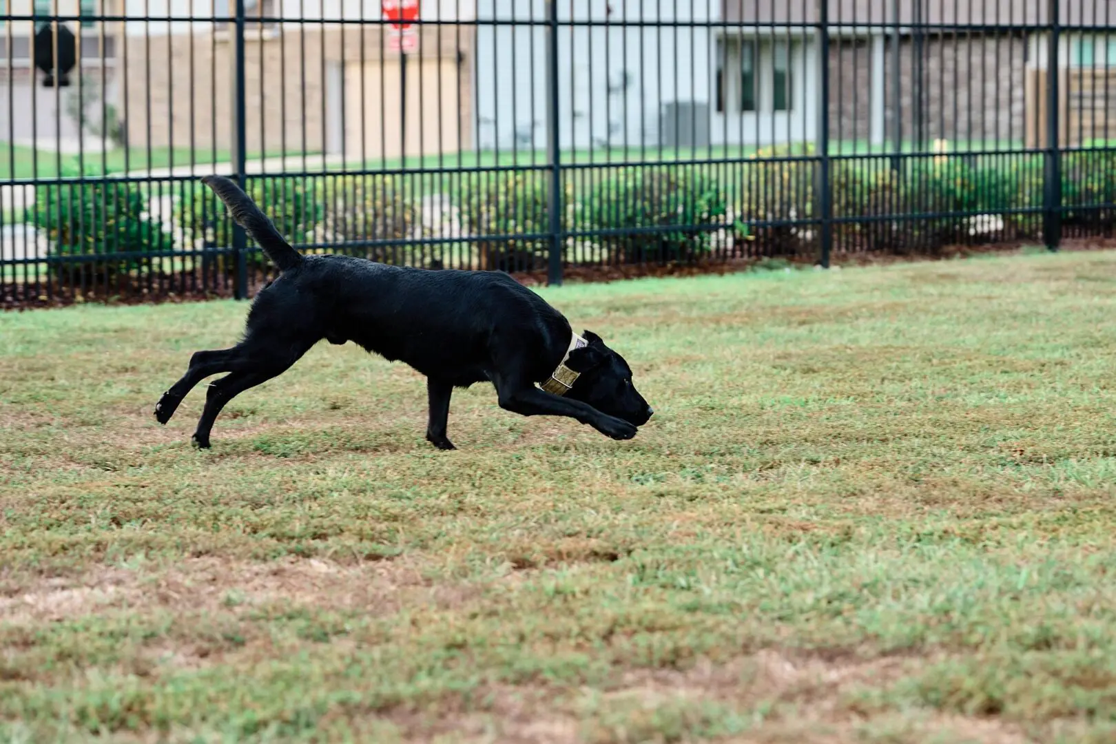 Black dog running and sniffing on grass near a fence.