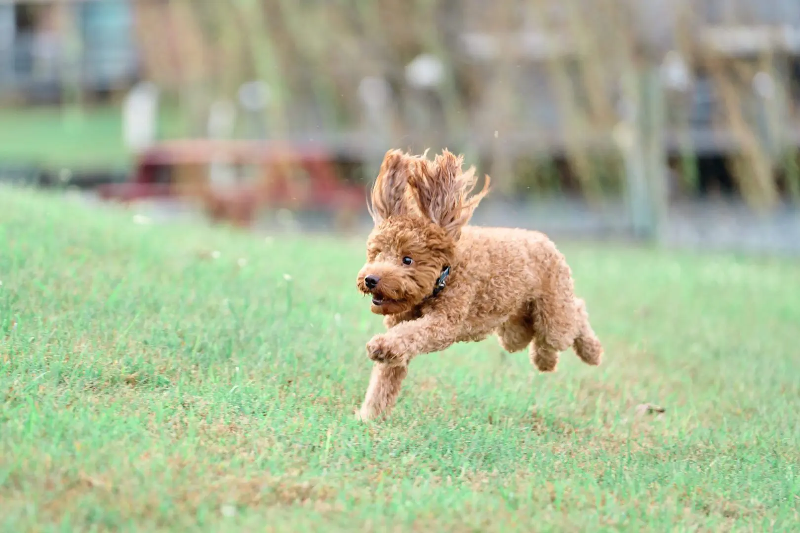 A small brown dog joyfully running on green grass.