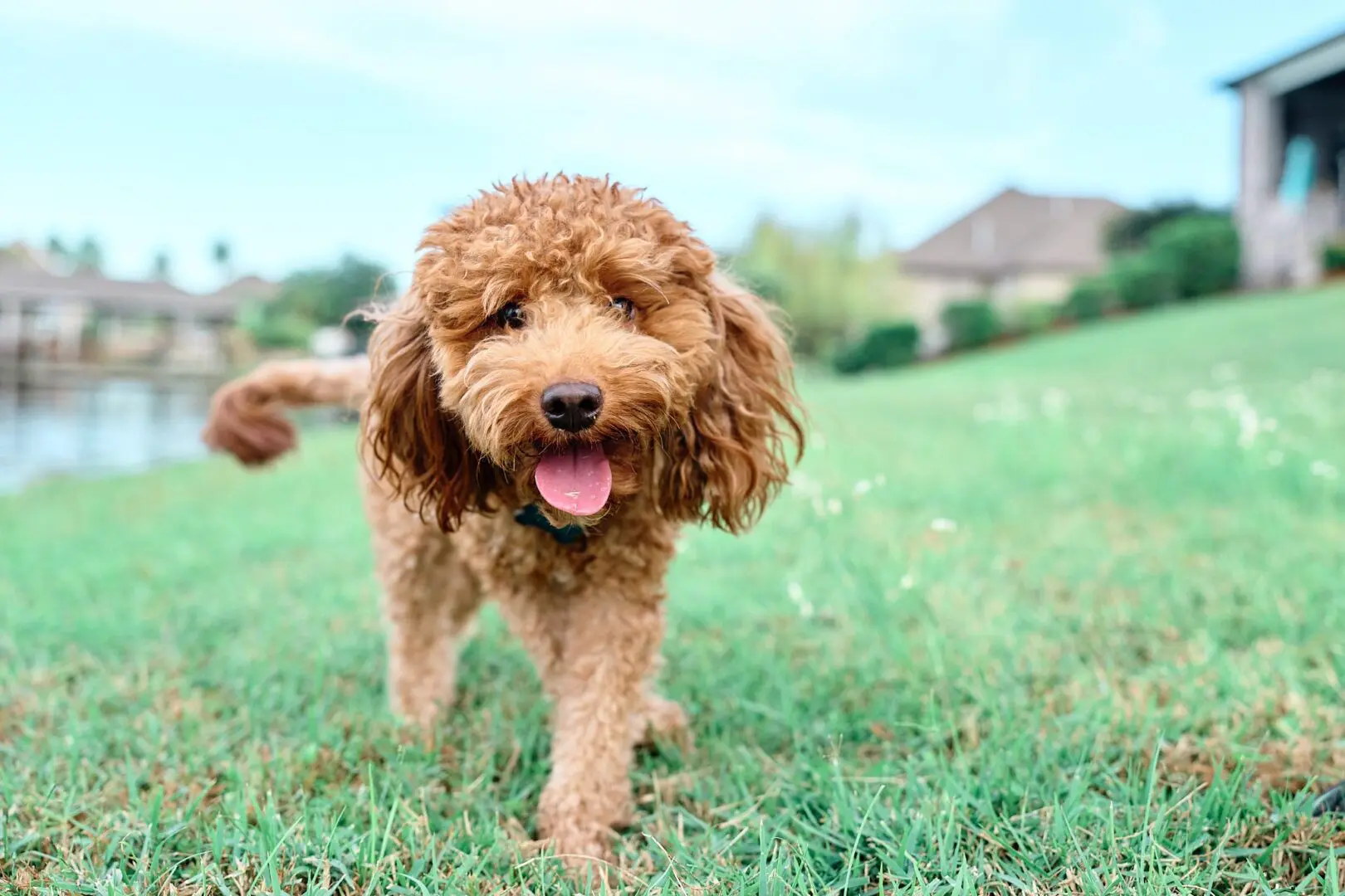 A happy brown curly-haired dog walking on grass outdoors.