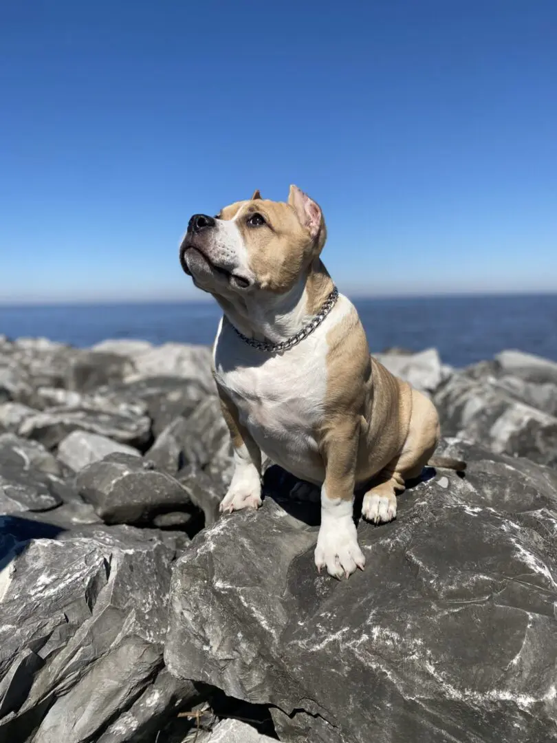 A tan and white dog sitting on rocks with the ocean in the background.