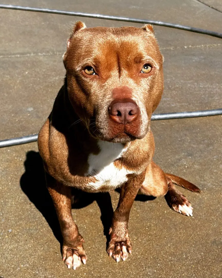 Brown dog sitting on concrete with a white chest patch.