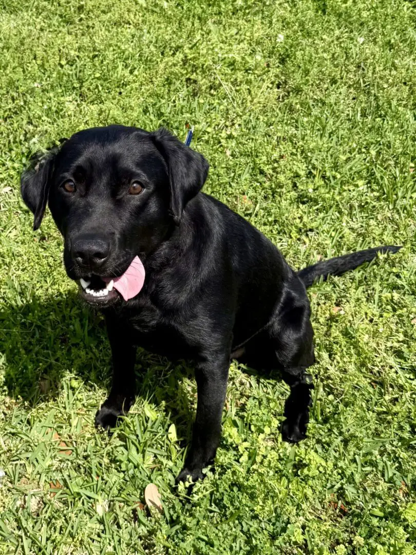 A happy black Labrador sitting on green grass with tongue out.