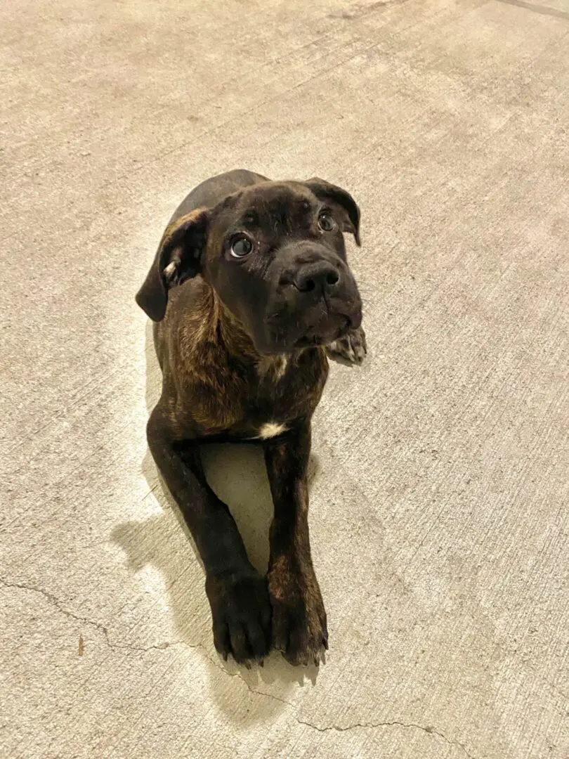 A black dog laying on a light-colored floor.