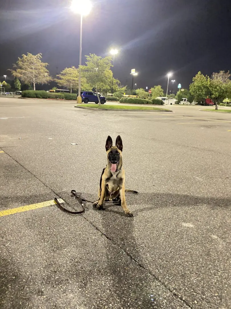 A dog sitting on an empty parking lot at night with a leash.