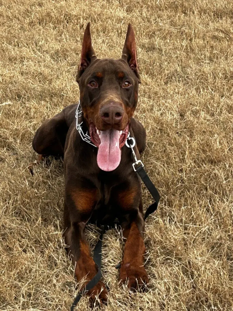 A Doberman dog sitting on dry grass with its tongue out.