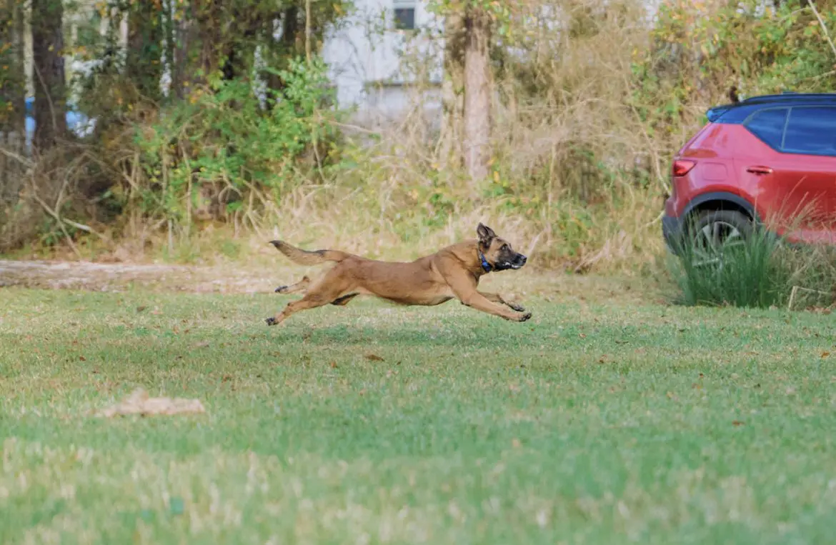 A dog leaps mid-air across a grassy field.