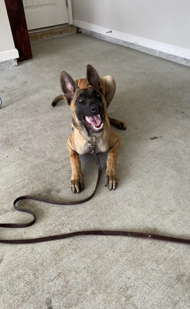 Happy puppy lying on the floor with a leash.