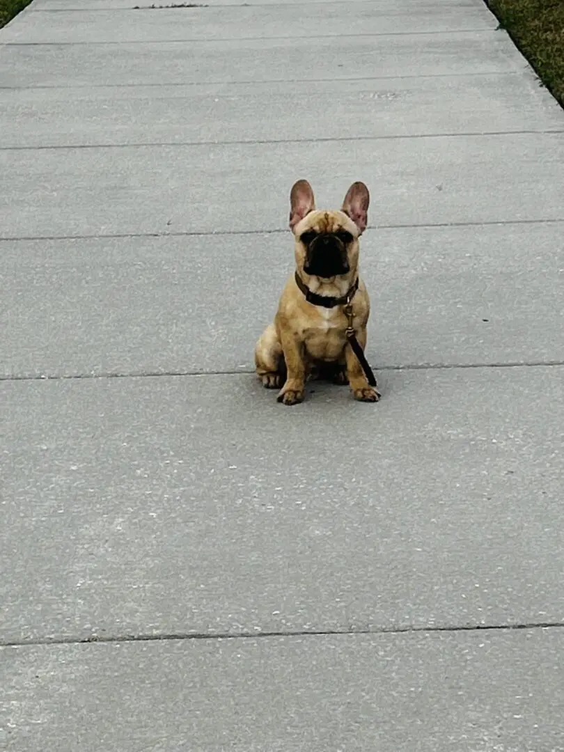 Small French Bulldog puppy sitting on a concrete floor.