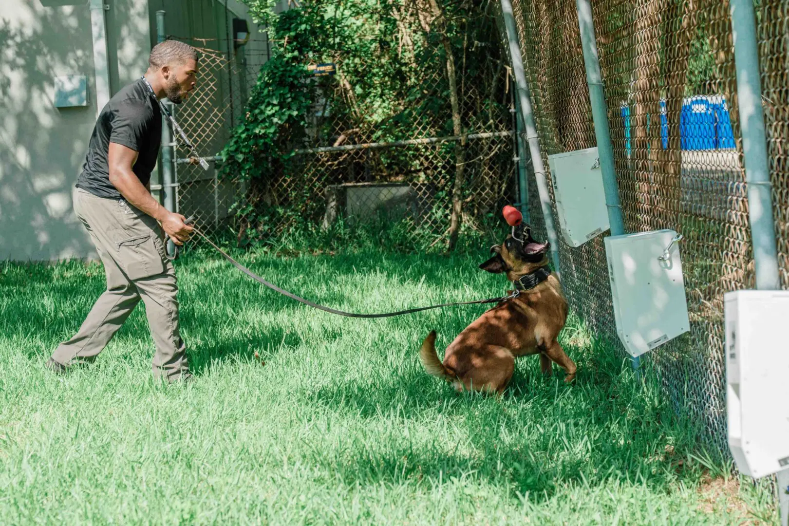 Man trains dog in a grassy backyard near a fence.