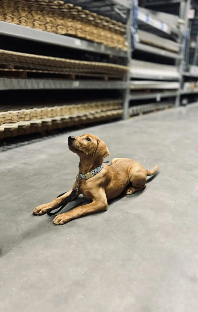 A brown dog stretching on a concrete floor indoors.