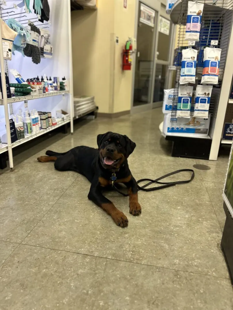A Rottweiler lying on a store floor near pet supplies.