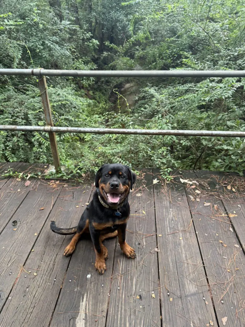 A happy Rottweiler puppy sitting on a wooden deck surrounded by greenery.