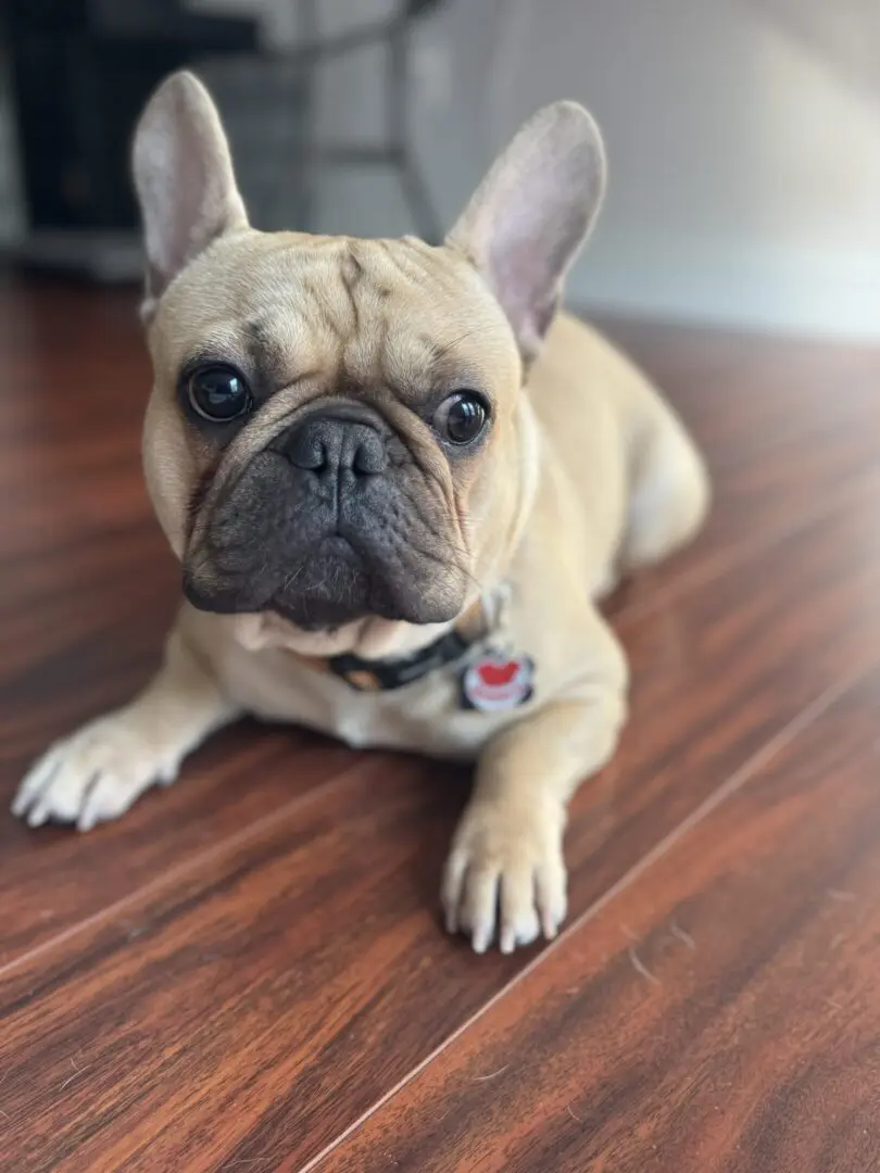 Close-up of a light tan French Bulldog lying on wooden floor.