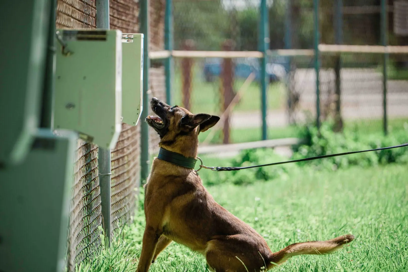 A dog attentively looking up outdoors near a fence.